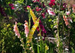 Pink & Yellow Gladiolus Blooming in Garden
