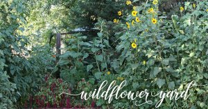 Sunflowers, Rudbeckia and Amaranth
