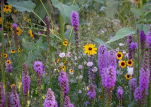 Purple Liatris, Yellow Rudbeckia, Yellow & Red Coreopsis, Bachelor Buttons and Sunflowers