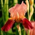 Red and Pink Bearded Iris