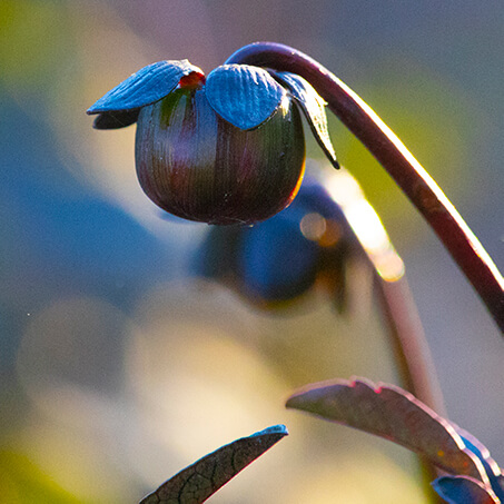 black dahlia bud