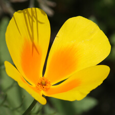 Yellow and Orange California Poppy - Coastal Form
