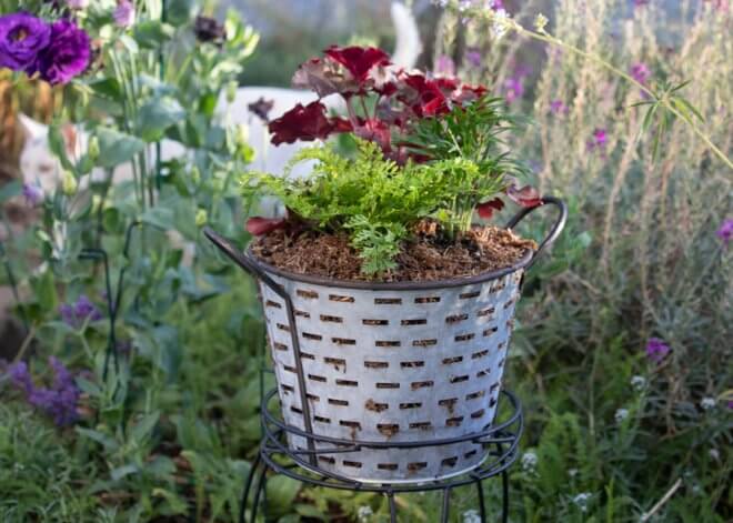 Container Gardening in Metal Basket with Heuchera, Rabbit Foot's Fern and Neanthebella Palm