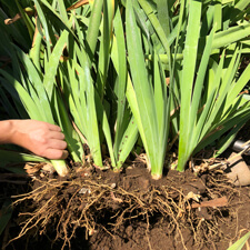 Divide crowded iris rhizomes