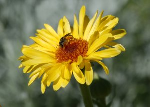 Yellow Calendula with bee