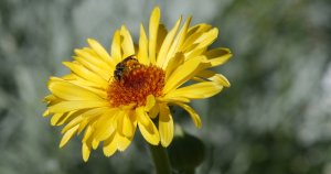 Yellow Calendula with bee