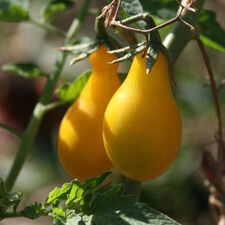 Yellow Pear Tomatoes - Organic Gardening