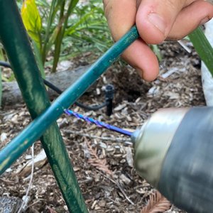 drilling dahlia bamboo supports