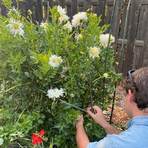 white dahlias with bamboo support structure