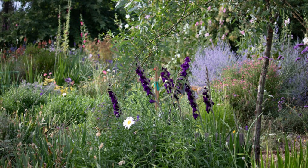 Planting Gladiolus Along a Picket Fence - Wildflower Yard