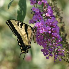 Butterfly on Purple Butterfly Bush