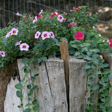 Flowers planted in tree stump