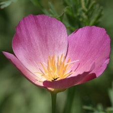 Deep Pink California Poppy