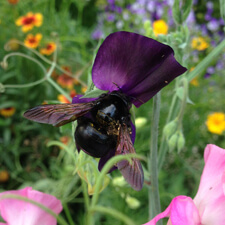 Sweet Pea with Carpenter Bee