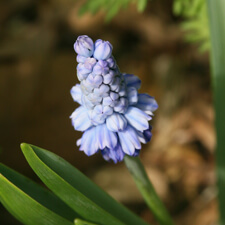 Grape Hyacinth